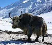 Nepalese Wildlife - Yak