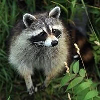 Canadian Wildlife - Racoon