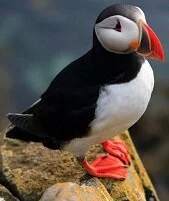 Norwegian Wildlife - Puffin