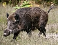 German Wildlife - Wild boar