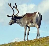 Finnish Wildlife - Reindeer