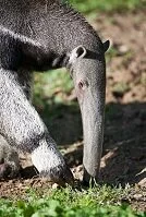 Bolivian Wildlife - Anteater