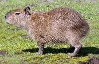 Venezuelan Wildlife - Capybara