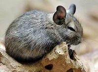 Argentine Wildlife - Chinchilla