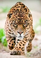 Peruvian Wildlife - Jaguar