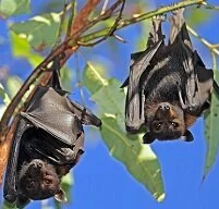 Samoan Wildlife - Flying foxes