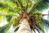 Kiribati Wildlife - Coconut tree