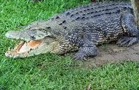 Vanuatu Wildlife - Saltwater crocodile