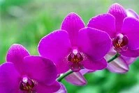 Micronesian Wildlife - Orchids