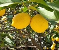 Myanmarese Wildlife - Lemons may have have originated in Myanmar