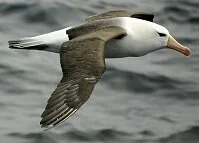 New Zealand Wildlife - Albatross