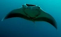 Maldivian Wildlife - Manta ray