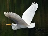 St. Vincent Wildlife - Heron (egret)