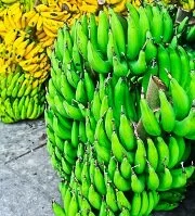 Micronesian Wildlife - Bananas