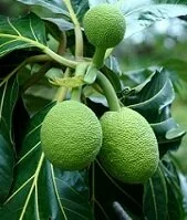 Samoan Wildlife - Breadfruit tree