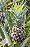 Brazilian Wildlife - Pineapple