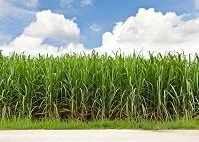 Kiribati Wildlife - Sugarcane