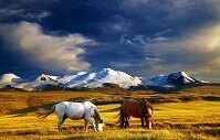 Russian Geography - Horses on Ukok Plateau