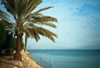 Saudi Geography - Palm trees on the gulf coast