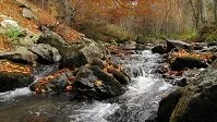 Serbian Geography - River in the forest