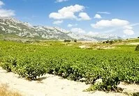 Spanish Geography - Vineyards