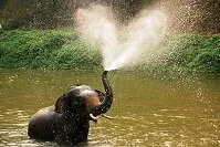 Thai Wildlife - Asian elephant