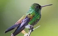 Trinidadian and Tobagonian Geography - Copper-rumped hummingbird