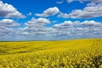 Ukrainian Geography - Field reflecting the flag