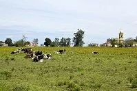 Uruguayan Geography - Cattle