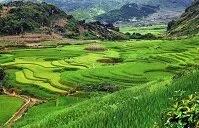 Vietnamese Geography - Rice terraces