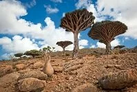 Yemeni Geography - Trees on Socotra