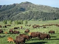 American Wildlife - Bison